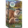 Puzzle 250 pièces -  Loutres