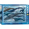 Puzzle 1000 pièces - Baleines et dauphins