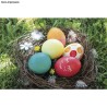 Kit Colorants pour oeufs avec 5 couleurs