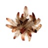Plumes faisan 3 à 5 cm, sachet de 3 g