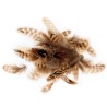 Plumes tigrées 3 à 6 cm, sachet de 3 g