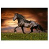 Puzzle 1000 pièces - Cheval au trot