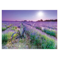 Puzzle 1000 pièces - Vélo dans un champ de lavande
