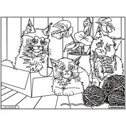 Tableau velours à colorier Les Chatons