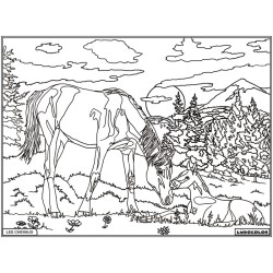 Tableau velours à colorier Jument et Poulain